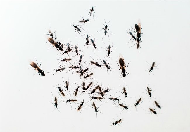 عکس مورچه