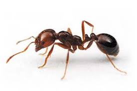 سم مورچه کش بونیده