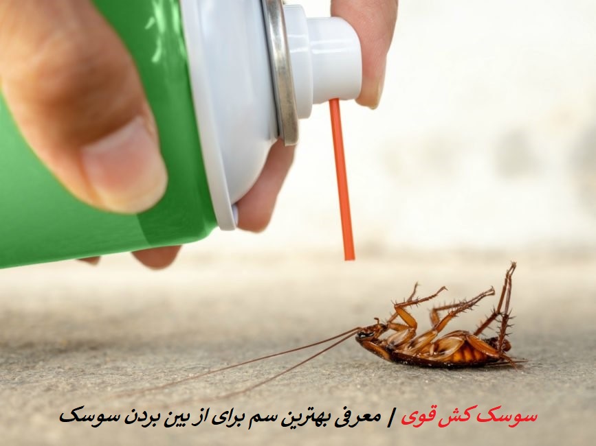 نابودی حشرات خانگی و نحوه سمپاشی