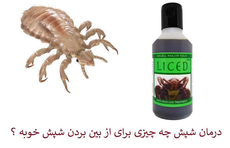 تخفیف ویژه شب یلدایی 1401 فروش انواع سم کشنده حشرات